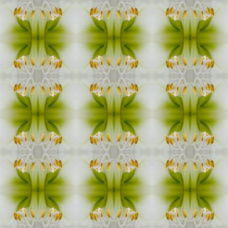Amaryllis nr.9102