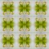 Amaryllis nr.9102