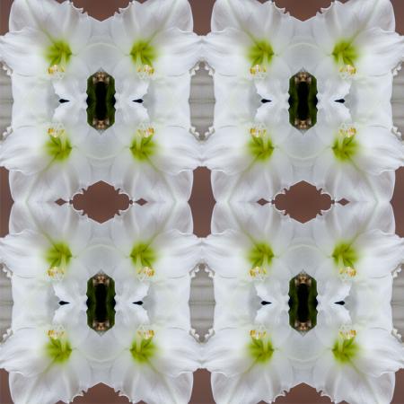 Amaryllis nr.9107