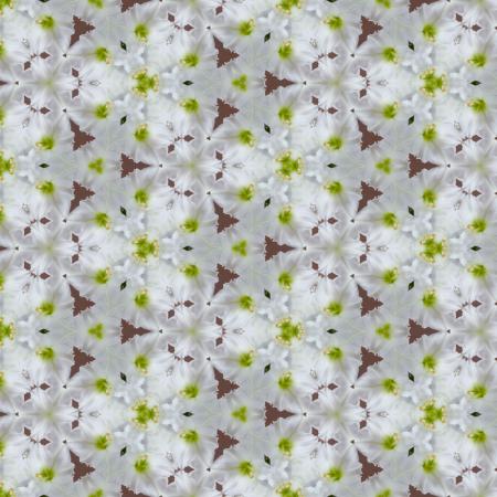 Amaryllis nr.9107-v3