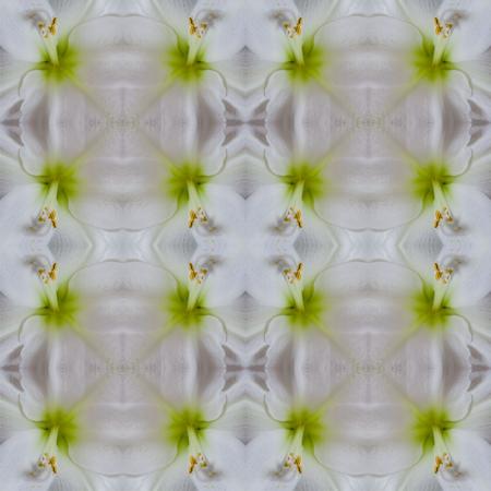Amaryllis nr.9127