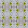 Amaryllis nr.9127