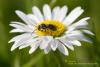 Macro