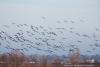 Landschap met zwerm vogels