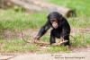 Chimpansee, spelend jong